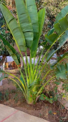 Le jardin de Adja